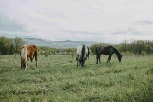 natura mammifero cavallo nel il campo paesaggio campagna foto