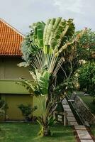 Visualizza casa con verde palma alberi e prato, tropicale clima, vivente nel Paradiso, Hotel. foto