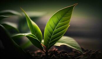 verde pianta crescita nel macro fresco fogliame generato di ai foto