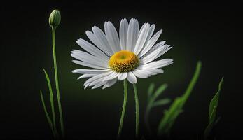 bellezza in mostra nel un' singolo margherita ,generativo ai foto