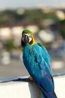 vicino su di colorato scarlatto ara pappagallo animale domestico pertica su posatoio ramo con blu chiaro cielo sfondo foto