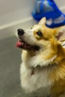 vicino su soffice Grasso pelliccia corgi viso cane nel animale domestico expo foto