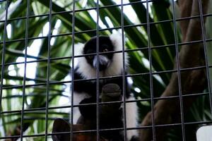 selettivo messa a fuoco di nero e bianca arruffato lemuri nel il suo allegato nel il pomeriggio. grande per conoscenza di in via di estinzione animali per bambini. foto