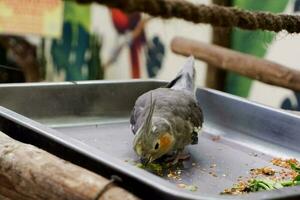 selettivo messa a fuoco di cockatiel uccelli mangiare cereali nel loro gabbie nel il pomeriggio. grande per educare bambini di selvaggio animali. foto