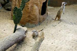 selettivo messa a fuoco di suricati arroccato nel loro recinti nel il pomeriggio. grande per educare bambini di selvaggio animali. foto