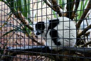 selettivo messa a fuoco di nero e bianca arruffato lemuri nel il suo allegato nel il pomeriggio. grande per conoscenza di in via di estinzione animali per bambini. foto
