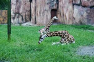 selettivo messa a fuoco di giraffe alimentazione nel loro gabbie nel il pomeriggio. grande per educare bambini di selvaggio animali. foto