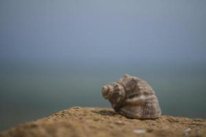 conchiglia di rapana su pietra sullo sfondo del mare foto