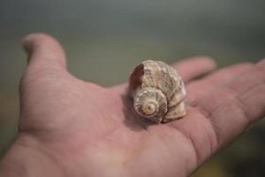 guscio di rapana nel palmo della tua mano foto