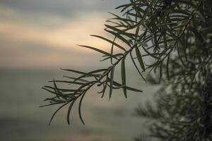 cespuglio di olivello spinoso al tramonto in riva al mare olivello spinoso