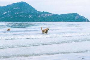 cane golden retriever che gioca in mare per la pensione o in pensione foto