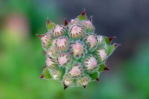 un' avvicinamento tiro di il fiore mini cuffie di un' succulento pianta foto