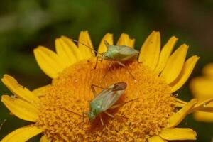 Due macchiato erba insetto si siede su un' giallo fiore foto