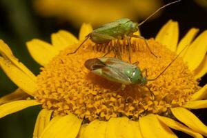 Due macchiato erba insetto si siede su un' giallo fiore foto