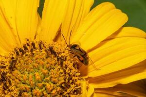 macro di un' Marrone nero ortica insetto su un' giallo margherita fiore foto