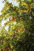 fioritura crespino albero con rosso frutta a tramonto foto