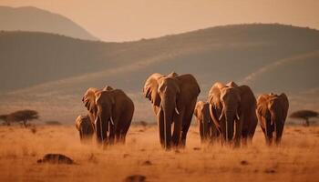 africano elefante mandria sfiora pacificamente a tramonto nel natura selvaggia Riserva generato di ai foto