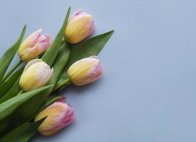 tulipani di primavera su sfondo blu foto