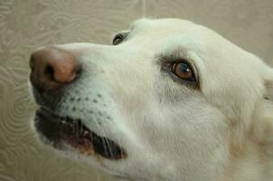 il museruola di un' bianca cane in attesa per suo proprietario. alto qualità foto