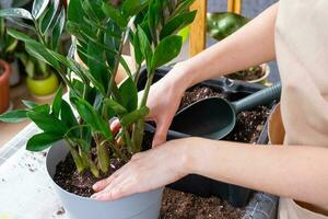 rinvaso coperto di vegetazione casa pianta succulento zamioculcas in nuovo più grande pentola. cura per in vaso pianta, mani di donna nel grembiule, finto su foto