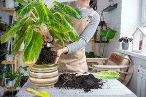 rinvaso un' casa pianta aglaonema in nuovo pentola nel casa interno. donna nel un grembiule cura per un' in vaso pianta foto