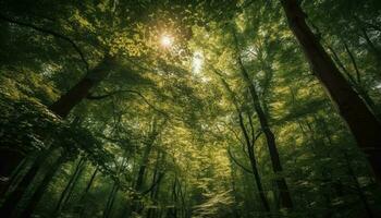 vivace autunno le foglie illuminare tranquillo foresta sentiero generato di ai foto