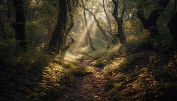 a piedi attraverso nebbioso foresta, autunno le foglie scricchiolio generato di ai foto