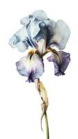 sorprendente Immagine di acquerello iris fiore su png sfondo. generativo ai. foto