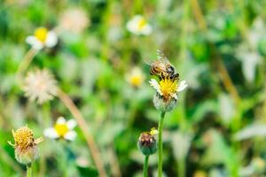 ape piccolo Tenere fiore giallo piccolo foto
