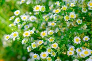 margherita bianca fiore giallo polline nel grumo giardino foto