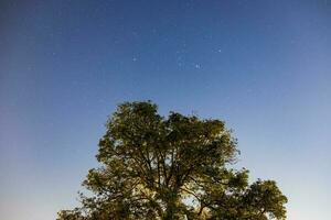 albero Mango superiore nel il notte cielo con stella foto