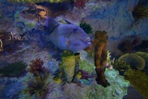 acquario pesce nel acqua vicino su foto