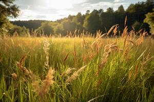 un' campo di alto erba nel il luce del sole. ai generativo foto