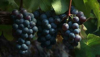maturo uva grappoli appendere su vigneto rami generato di ai foto
