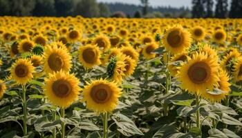 un' vivace prato di girasoli nel estate generato di ai foto