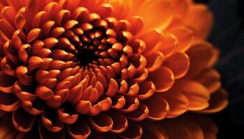 vivace petali di biologico gerbera margherita nel vicino su macro modello generato di ai foto