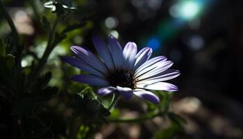 vivace camomilla polline decora singolo cosmo fiore nel luce del sole generato di ai foto