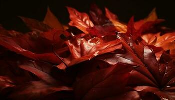 vivace autunno acero albero ramo, Multi colorato le foglie su nero sfondo generato di ai foto