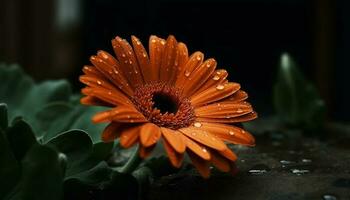 vivace gerbera margherita fiore, bagnato con rugiada, riflette nel stagno generato di ai foto