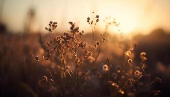 vivace fiori selvatici fioritura nel prato a tramonto, retroilluminato bellezza generato di ai foto