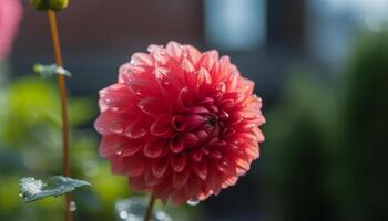 vivace dalia fiorire nel formale giardino, bagnato con rugiada gocce generato di ai foto