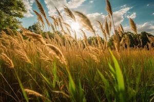 un' campo di alto erba nel il luce del sole. ai generativo foto