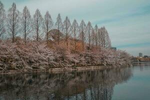 bellissimo rosa sakura ciliegia fiorire fiori fioritura nel il giardino nel primavera foto