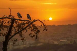 uccelli su il albero nel Gerusalemme. ai generativo foto