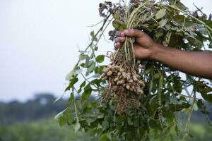 arachide su agricoltori mano nel il campo. agricoltura raccogliere concetto foto