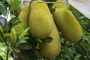 Jack frutta sospeso su il albero nel il giardino. tropicale frutta foto