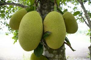 jackfruits su un' albero nel il frutteto. maturo jackfruit su il albero foto