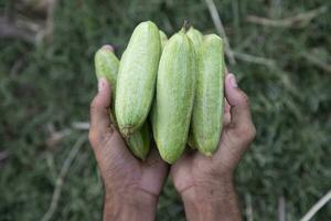 contadino tenere per mano alcuni crudo verde appuntito zucca. selettivo messa a fuoco foto