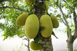 jackfruits su un' albero nel il frutteto. maturo jackfruit su il albero foto