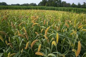 crudo maturo miglio colture nel il campo agricoltura paesaggio Visualizza foto